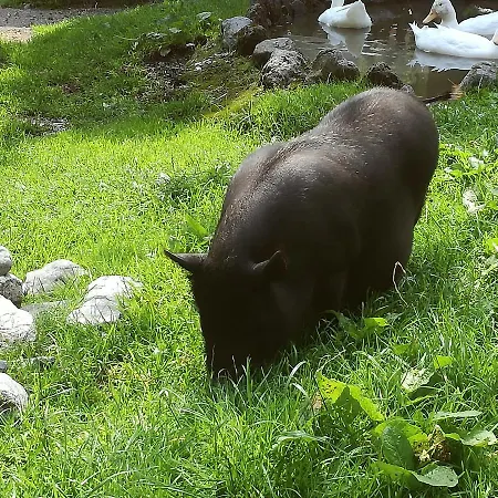 Heim Appartamento Fügen