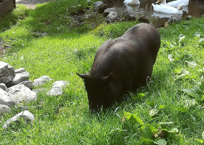 Heim Apartmán Fügen